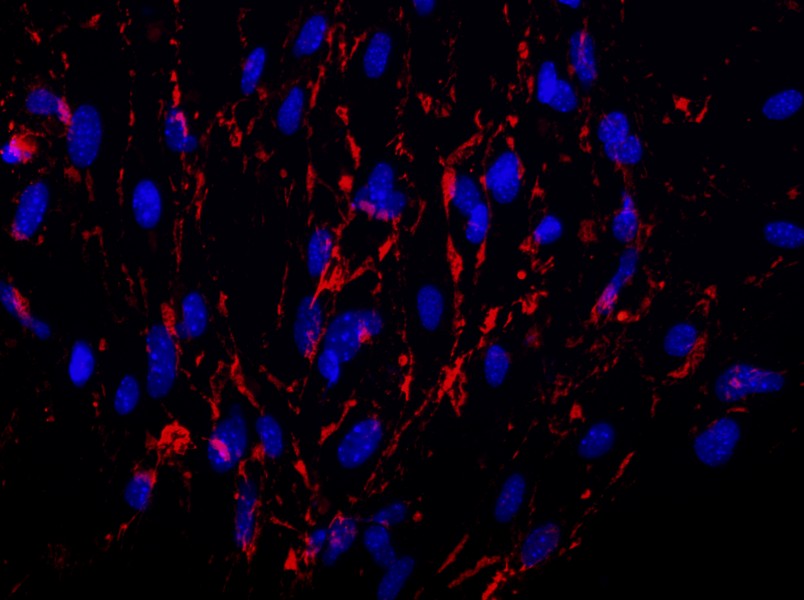 Mouse Brain Microvascular Endothelial Cell Complete Medium - 2