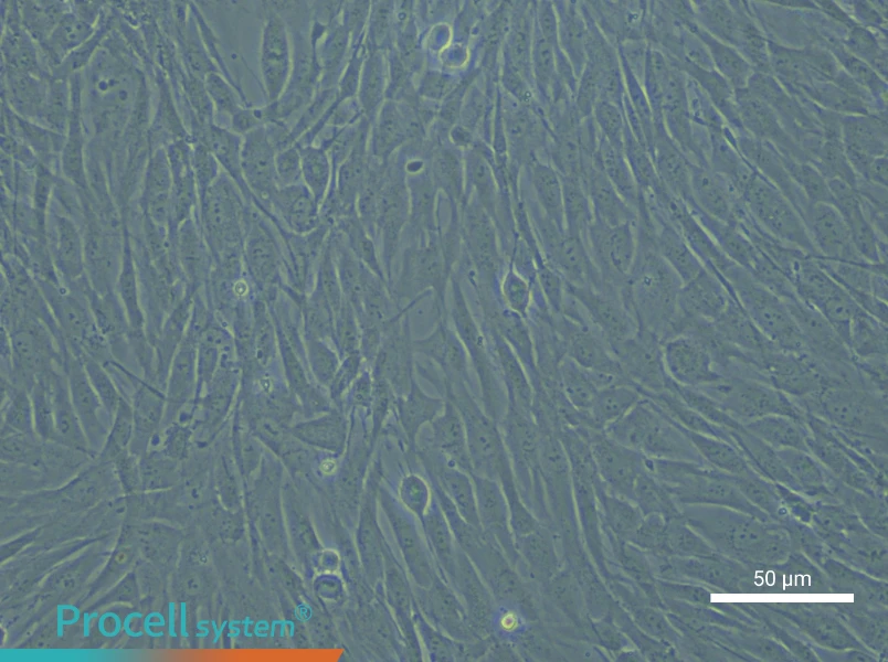 Human Aortic Smooth Muscle Cell Complete Medium - 6