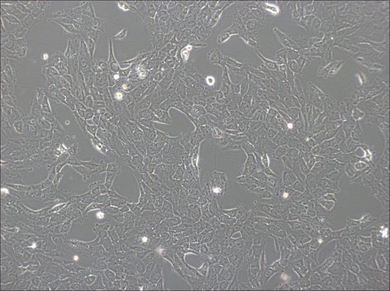 NCI-H1792 Cell Complete Medium-searchlist-1