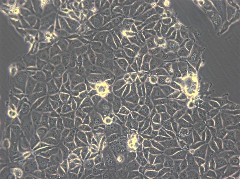 CMT93 Cell Complete Medium - small - 4