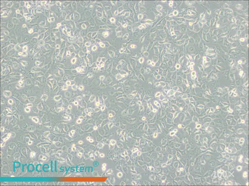 LLC-MK2 Cell Complete Medium - 1
