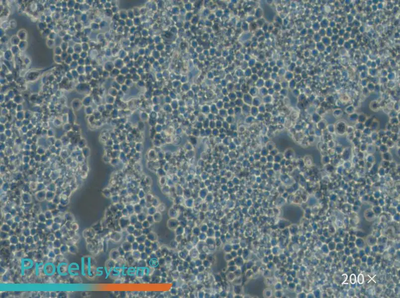 F9 Cell Complete Medium - 5