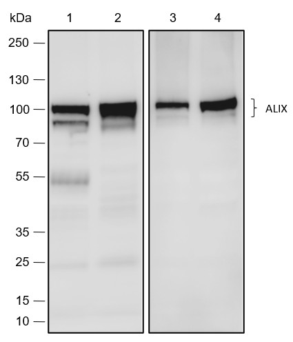 Recombinant ALIX Monoclonal Antibody-searchlist-1