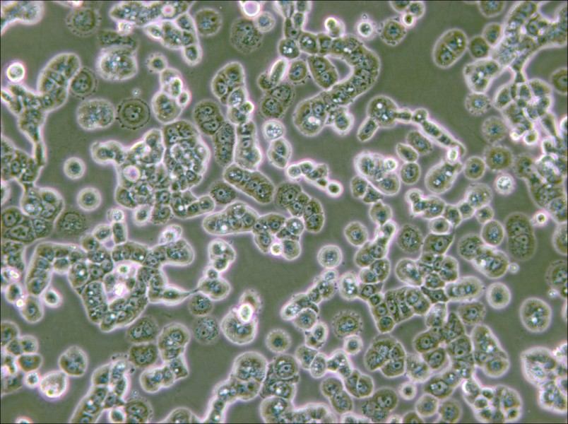 NCI-H2087 [H2087] Cell Complete Medium - 4