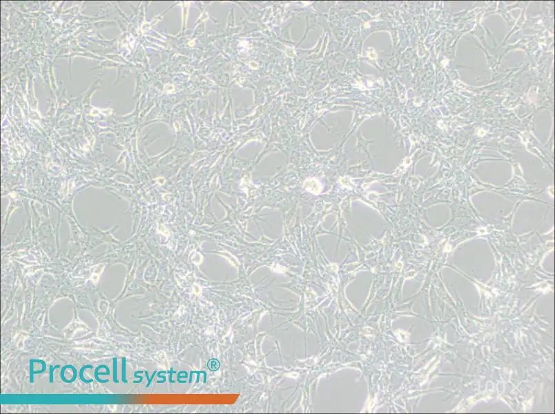 Hey Cell Complete Medium - 2