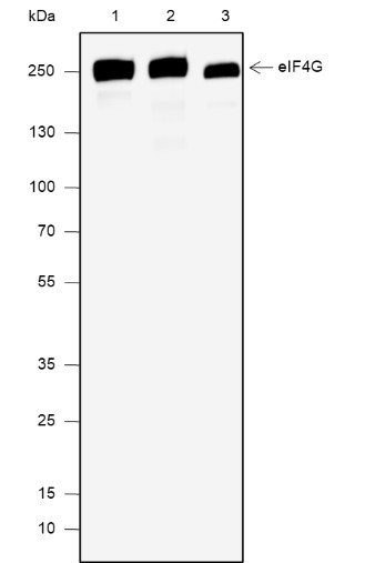 Recombinant eIF4G1 Monoclonal Antibody-searchlist-1