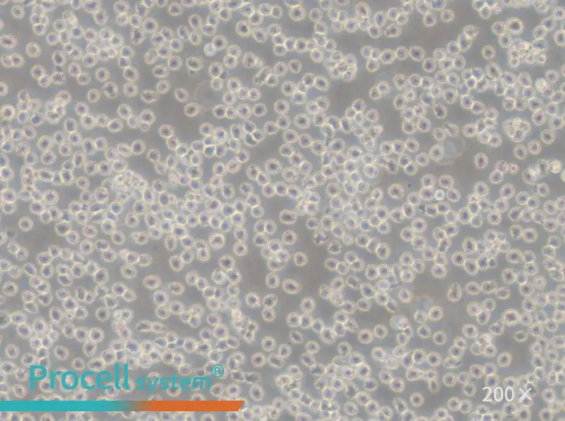 NALM-6 Cell Complete Medium - 5