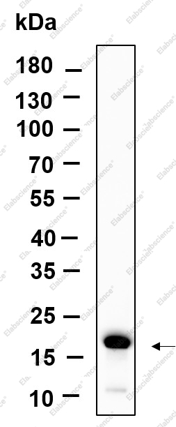 Recombinant Histone H3 (Tri Methyl Lys79) Monoclonal Antibody - 1