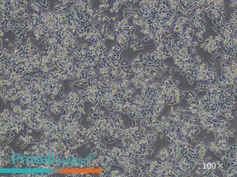 CW-2 Cell Complete Medium - 1