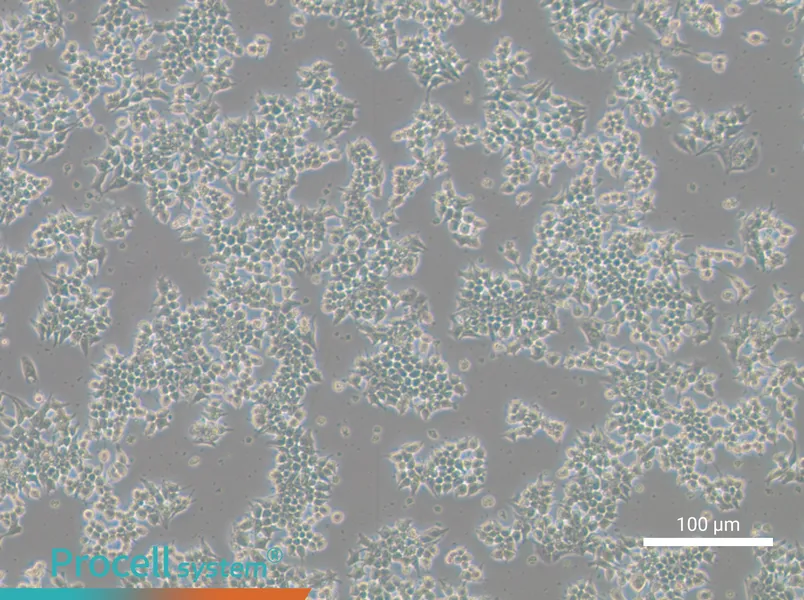 266-6 Cell Complete Medium - 1