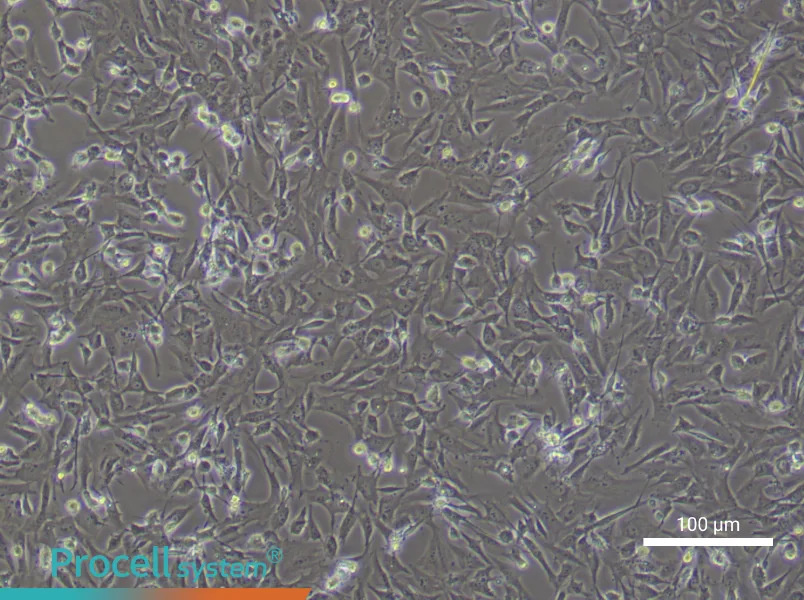 Rat Dermal Fibroblast Complete Medium - 1