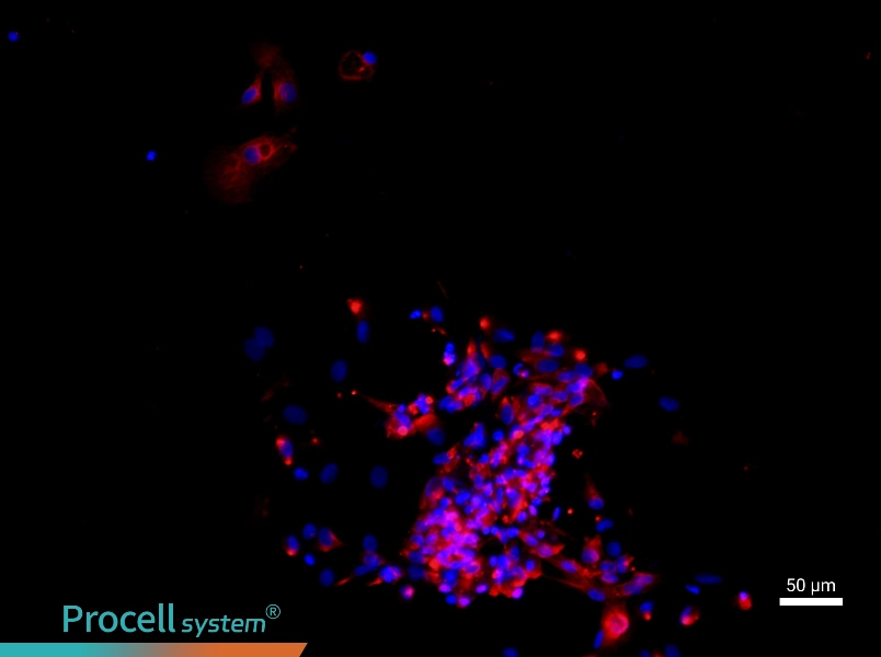 Mouse Extrahepatic Bile Duct Epithelial Cell Complete Medium - 1