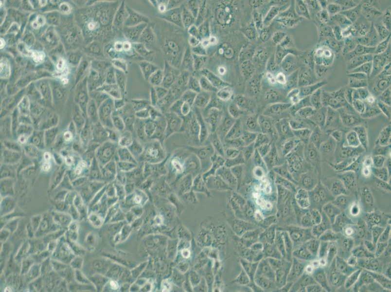 G-401 Cell Complete Medium - 4