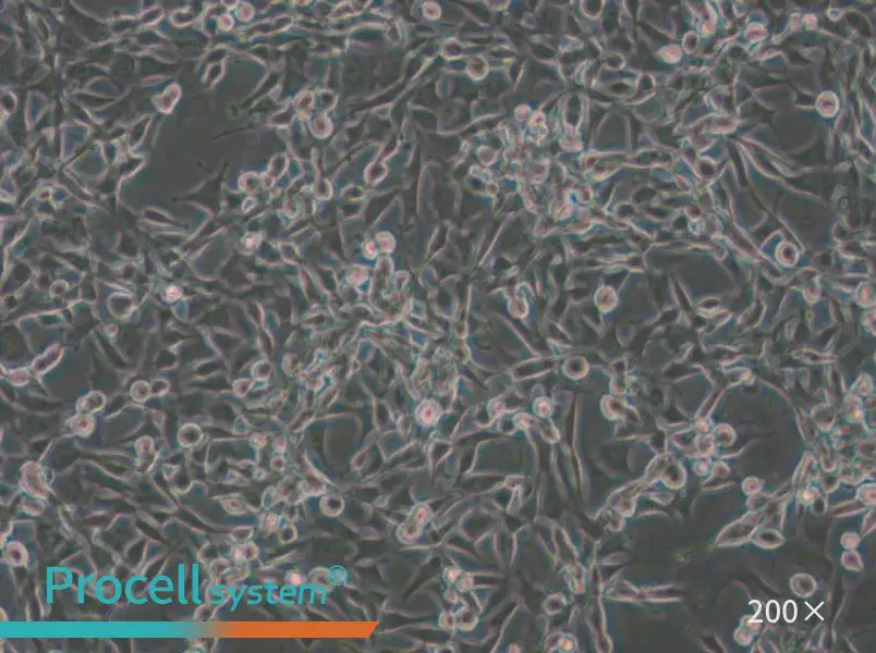 CBRH-7919 Cell Complete Medium - small - 6