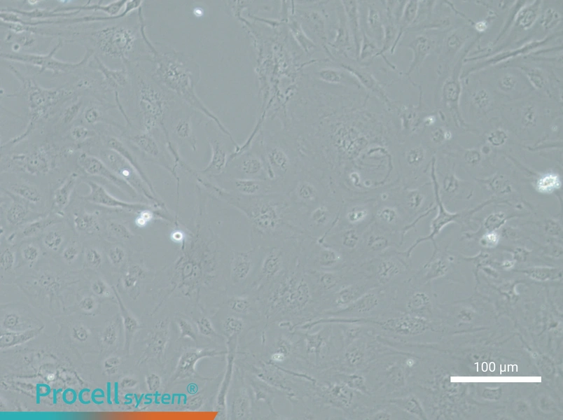 SRA01/04 Cell Complete Medium - 1