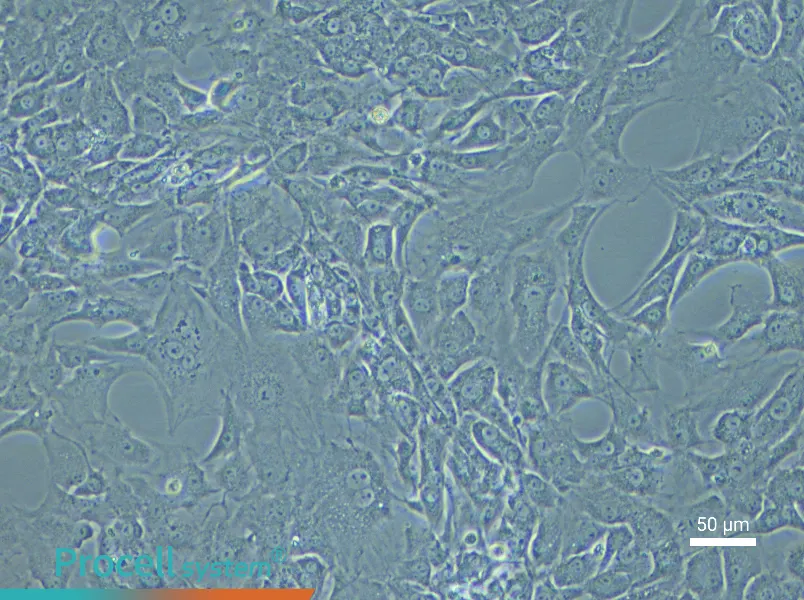 Mouse Corpus Cavernosum Smooth Muscle Cell Complete Medium - 6