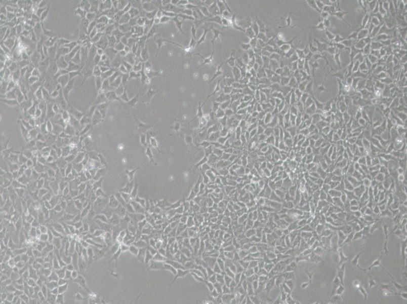 H9 Cell Complete Medium - 9