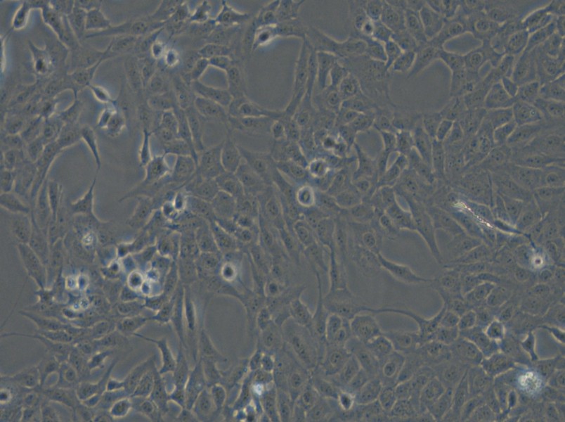 F81 Cell Complete Medium - small - 5