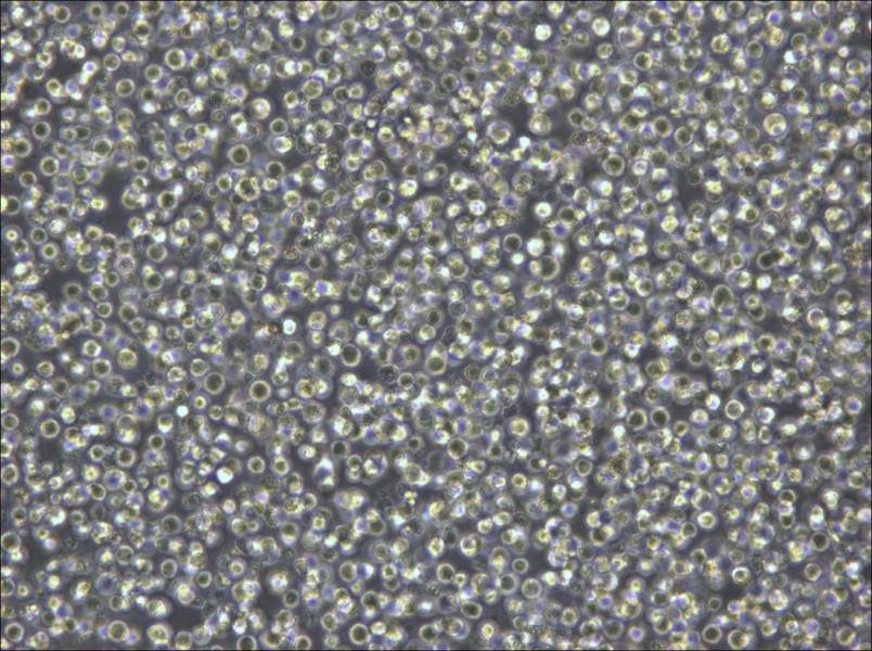 Pfeiffer Cell Complete Medium - small - 4