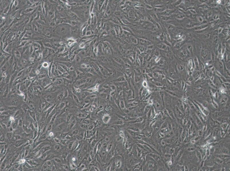 SW1710 (L15) Cell Complete Medium - 2