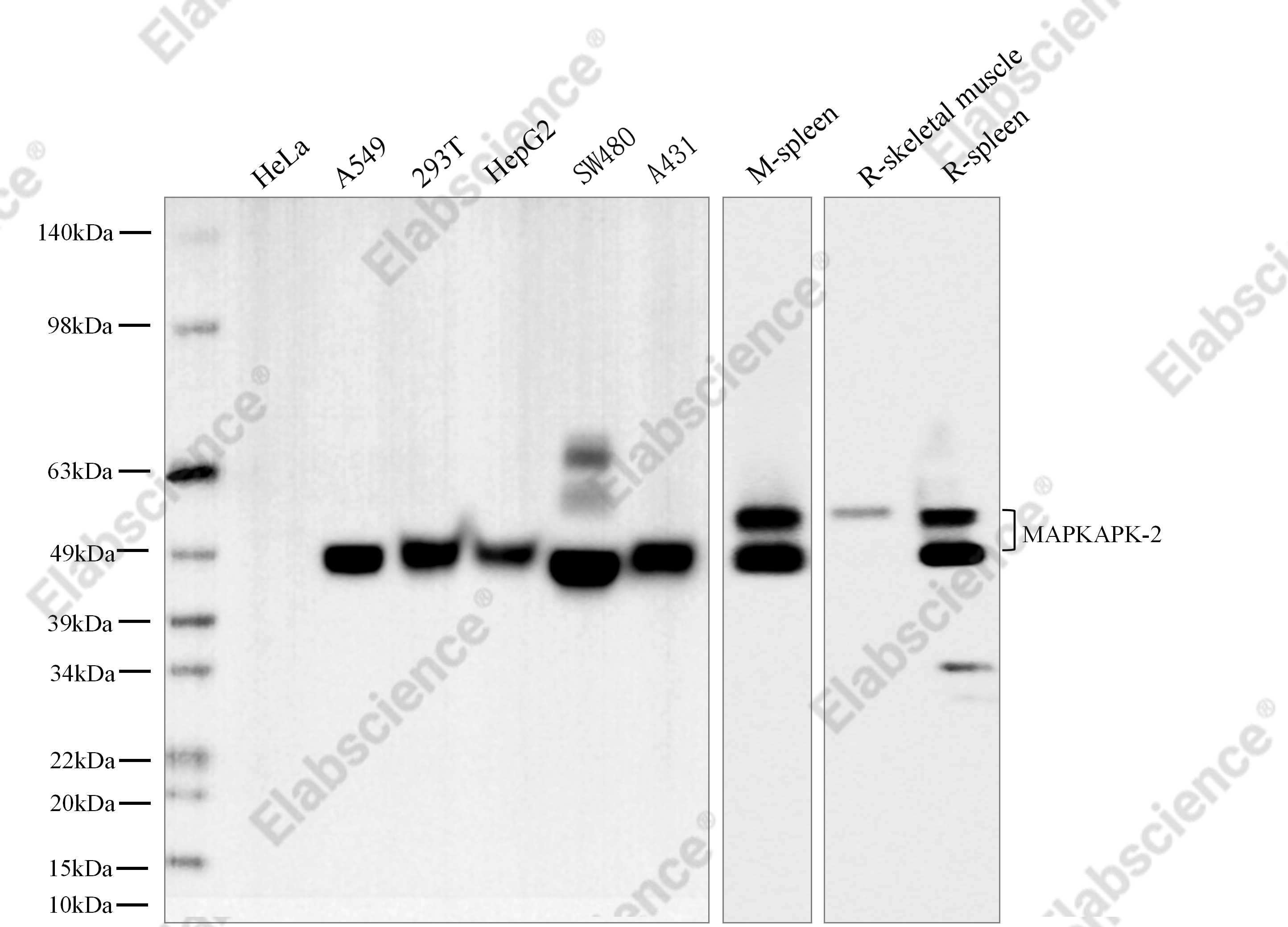 Recombinant MAPKAPK-2 Monoclonal Antibody - 1
