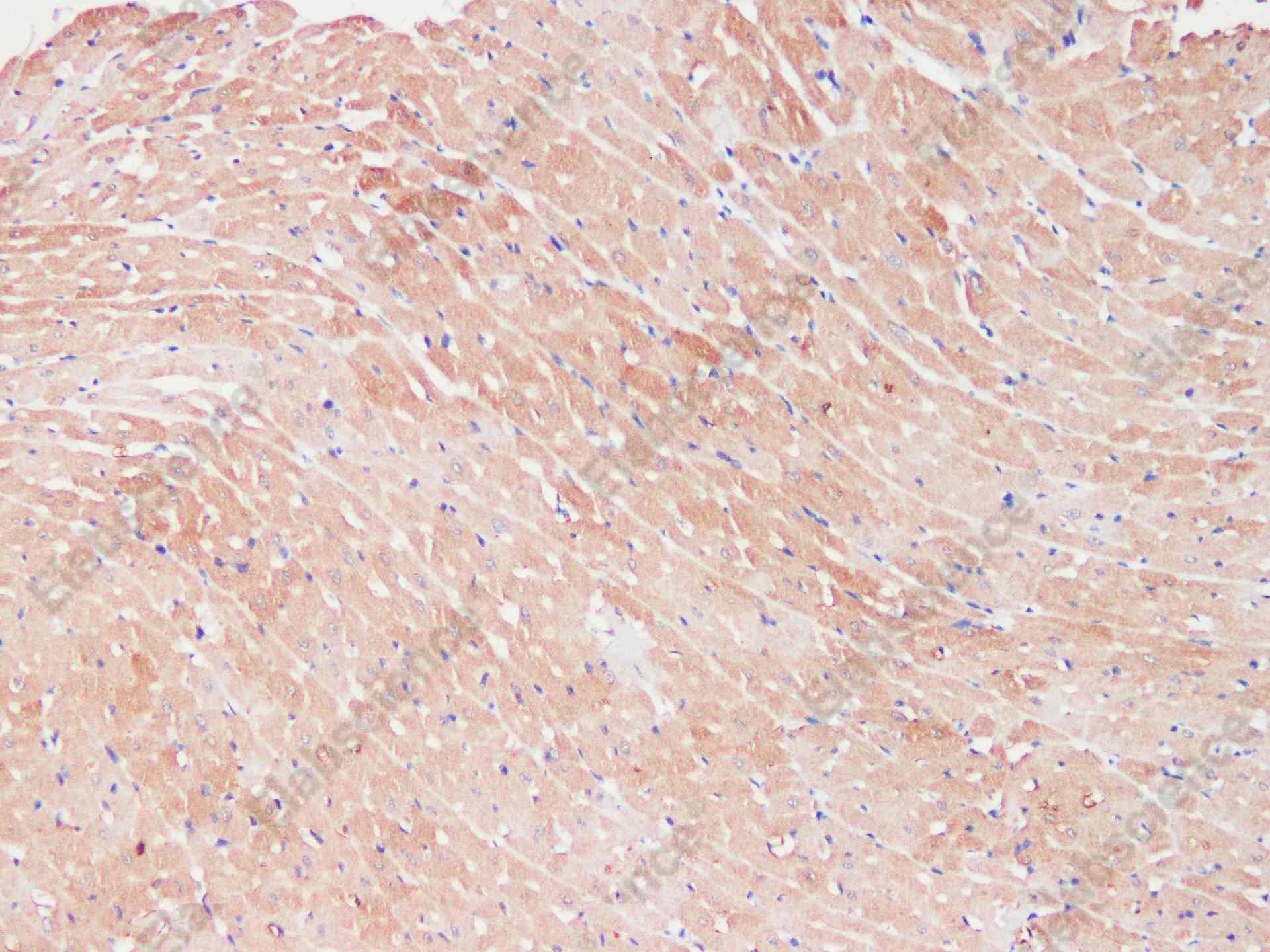 LDHA Polyclonal Antibody - 3