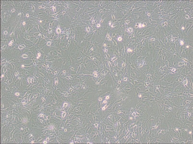 MET-5A Cell Complete Medium - 3