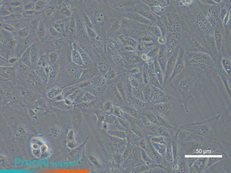 COV362 - 6