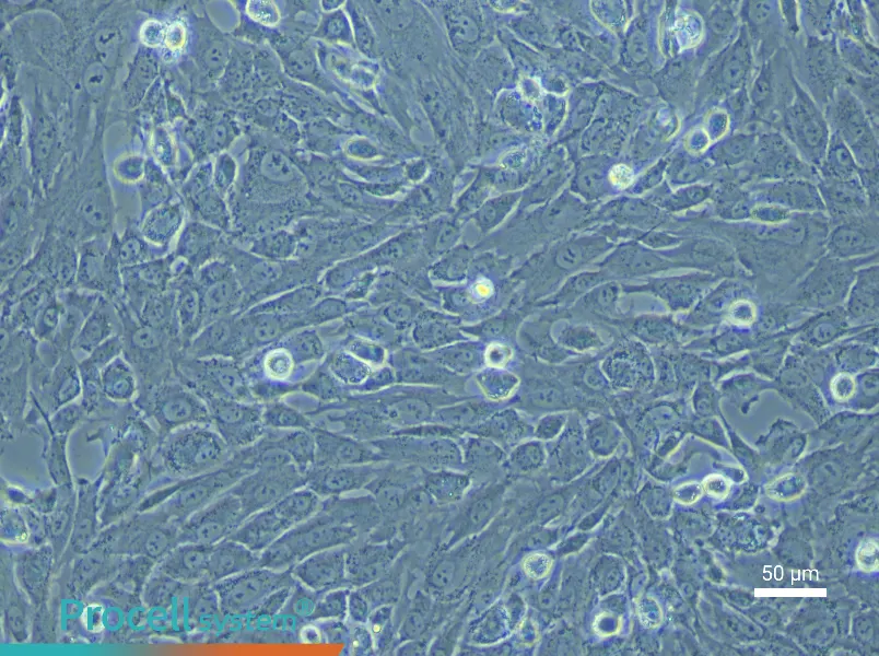 Rabbit Chondrocyte Complete Medium - 5