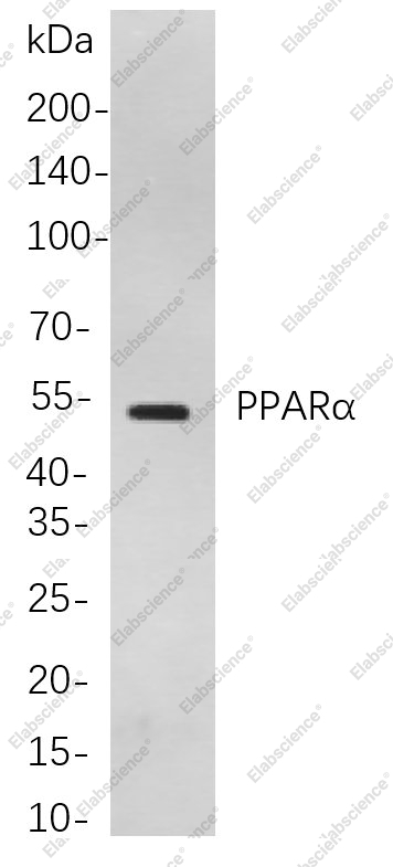 Recombinant PPARα Monoclonal Antibody - 1
