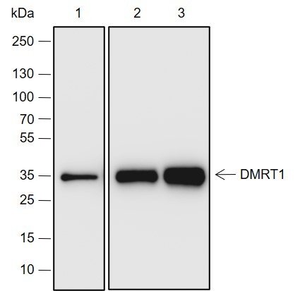 Recombinant DMRT1 Monoclonal Antibody-searchlist-1