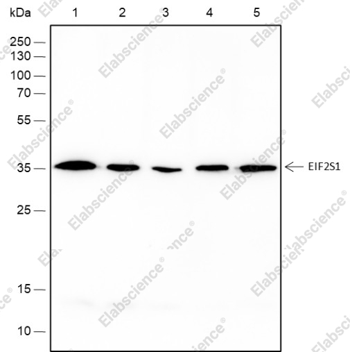 Recombinant EIF2S1 Monoclonal Antibody - 1