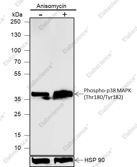 Recombinant Phospho-p38 MAPK (Thr180, Tyr182) Monoclonal Antibody - 1