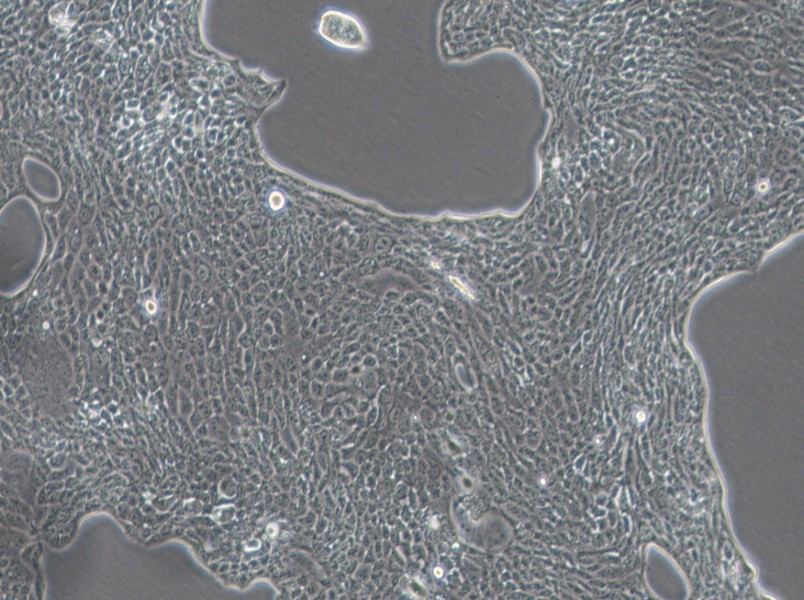 Calu-3 Cell Complete Medium-searchlist-1