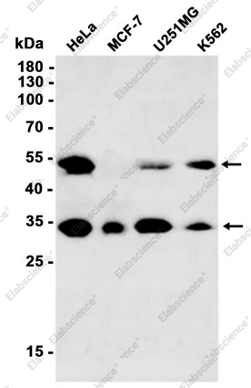 Recombinant Bag1 Monoclonal Antibody - 1