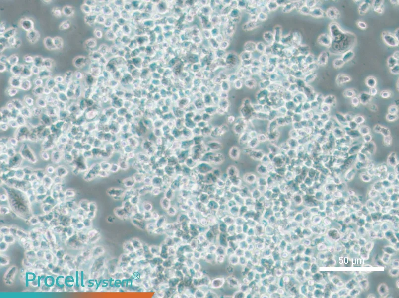 KMS-11 Cell Complete Medium - small - 5