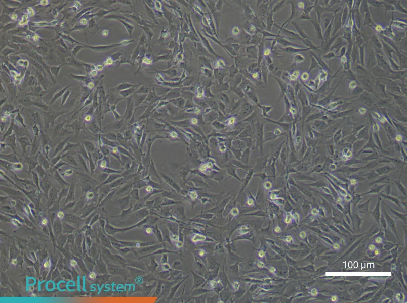 Mouse Gingival Fibroblast Complete Medium - 3