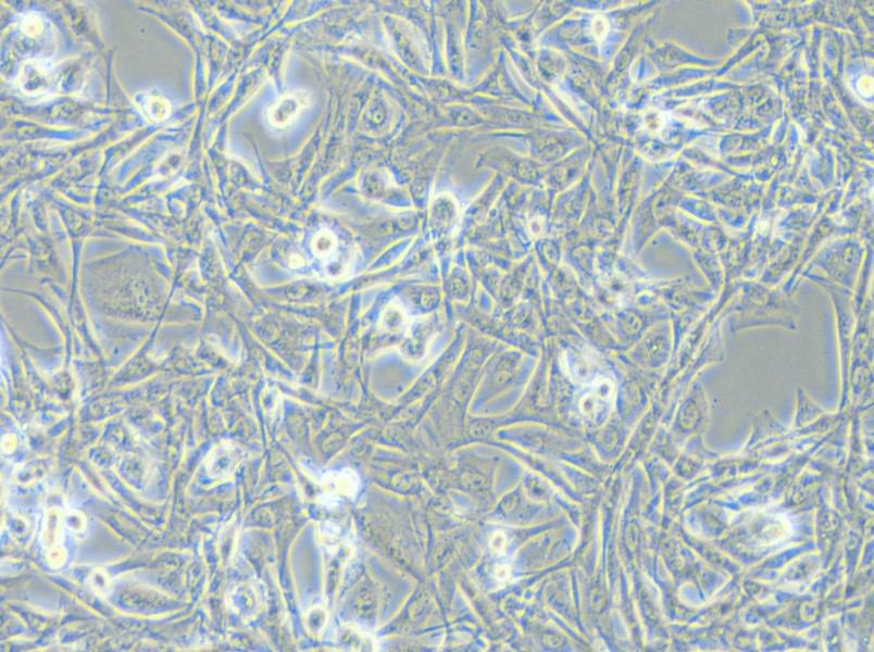NCI-H1975 Cell Complete Medium - small - 6