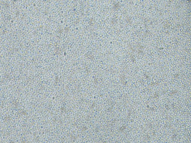 CoC1-DDP Cell Complete Medium - 3