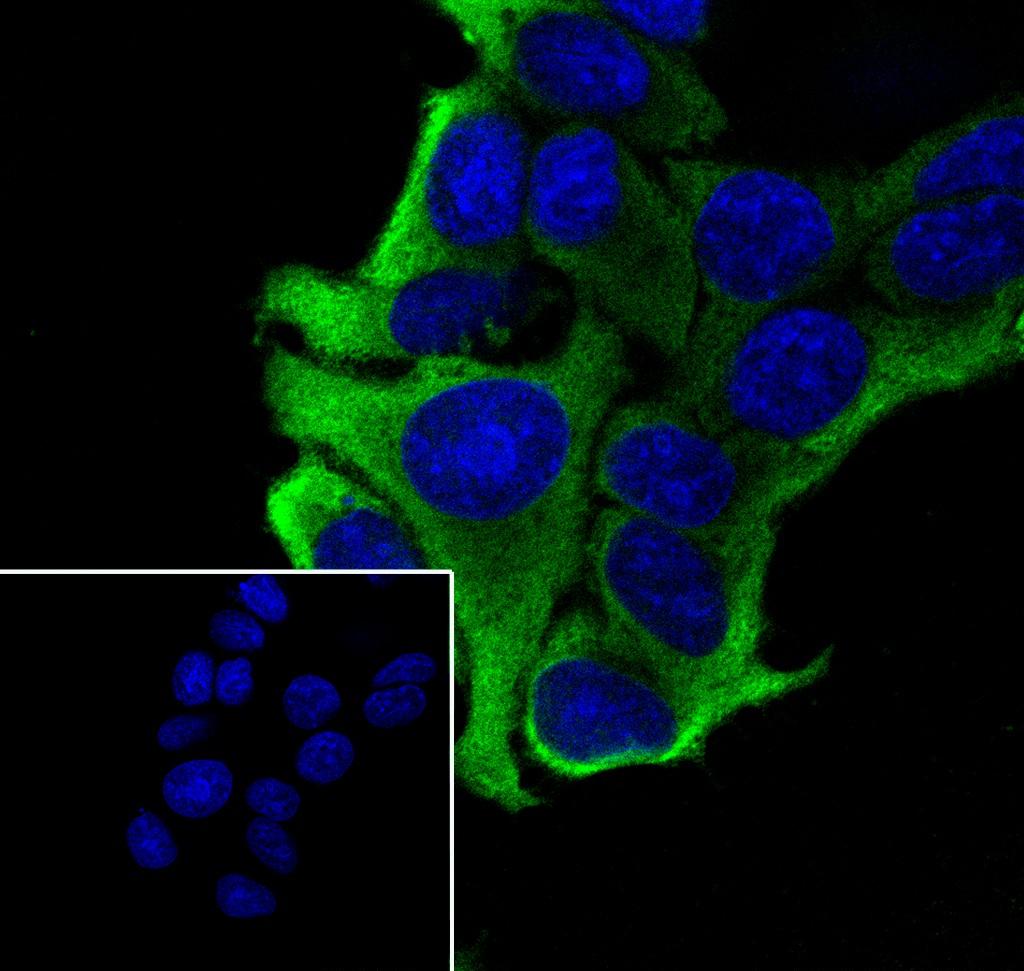 Recombinant eEF1A1 Monoclonal Antibody-searchlist-2