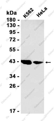 Recombinant ADRM1 Monoclonal Antibody - 1