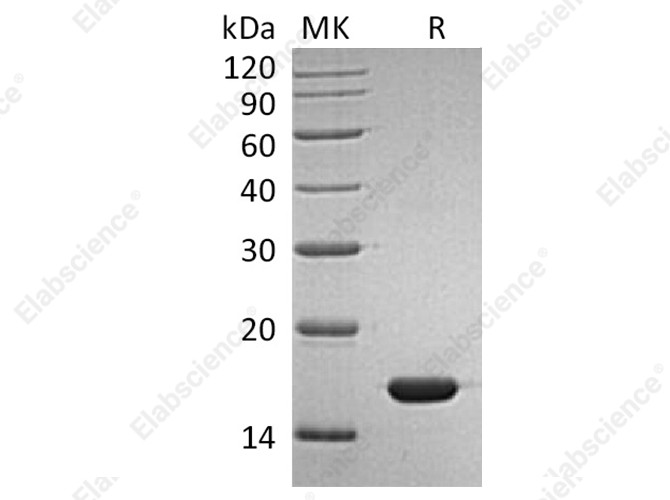 Recombinant Human IFNα2b/IFNA2 Protein - 1