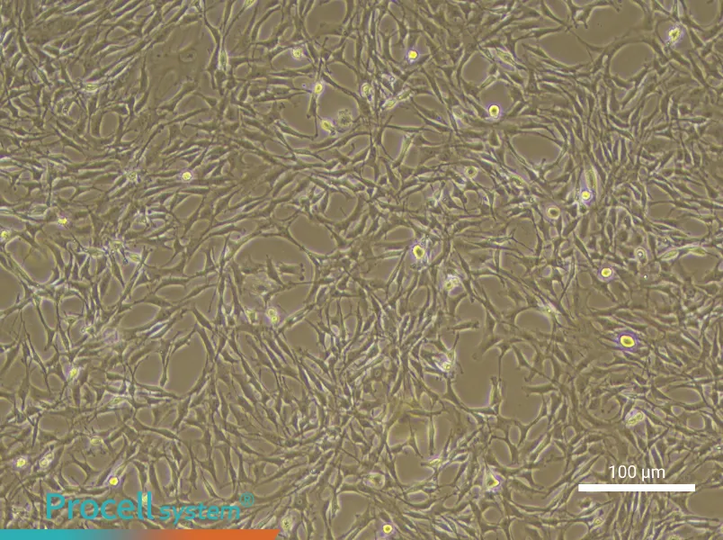 Rat Synovial Cell Complete Medium - 1