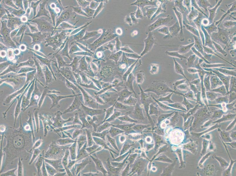 PC-3-RFP Cell Complete Medium - small - 8