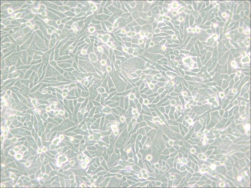 CHO/dhFr- [CHO-DXB11] Cell Complete Medium - small - 4