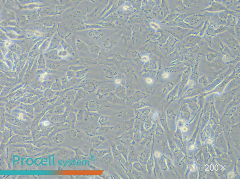 NCI-H2009 Cell Complete Medium - 6