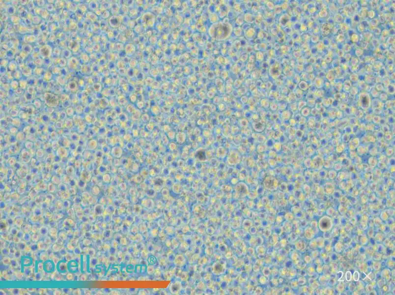 CoC1-DDP Cell Complete Medium - small - 6