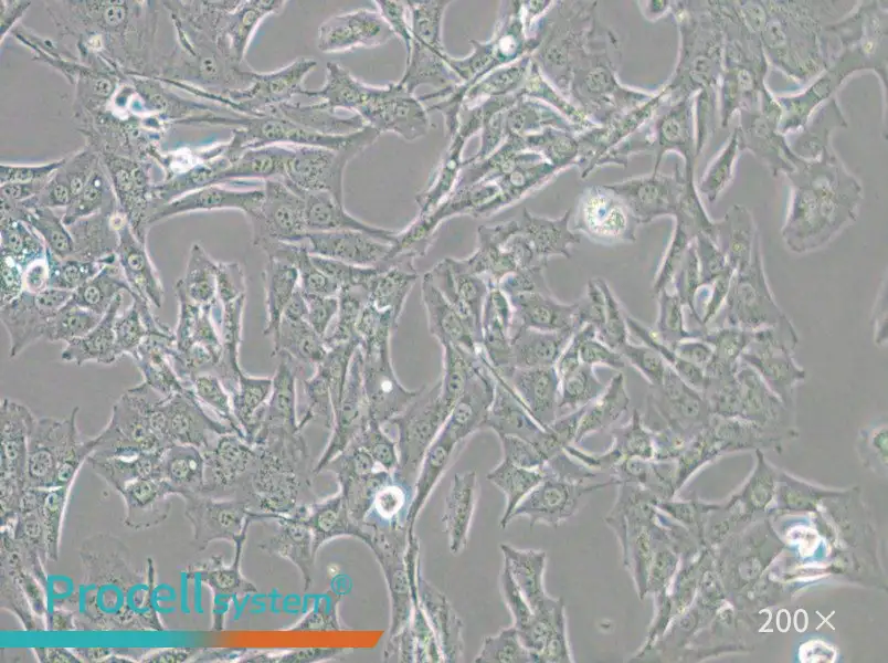 BALB/3T3 clone A31 Cell Complete Medium - 4