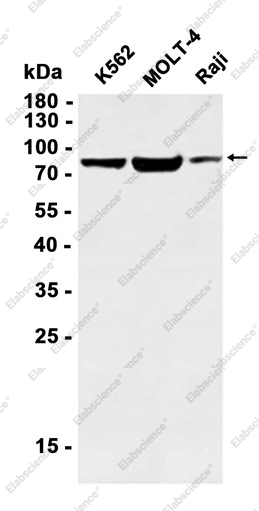Recombinant Mitofilin Monoclonal Antibody - 2