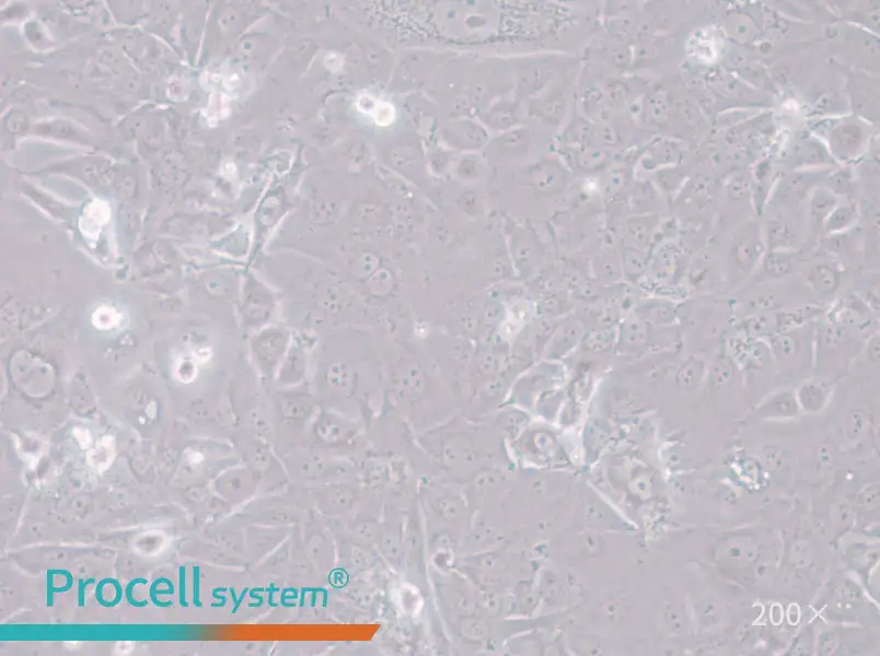 HT-1197 Cell Complete Medium - small - 4